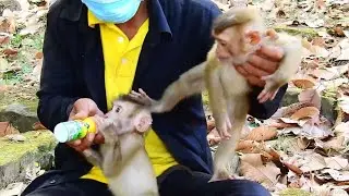 Baby Angry...Savana Baby Monkey Angry Torres Steal Her Milk from Papa Lin #LoverMonkey
