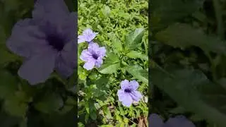 CAROLINA WILD PETUNIA
