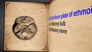 practical anatomy  head and neck