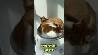 silly cat behavior#shorts #cat