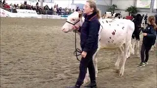 FERME EXPO TOURS 2022 presentation veaux et genisses