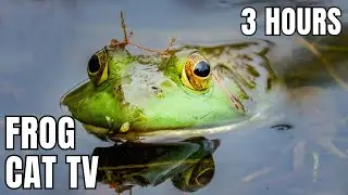 3 Hours of Frogs in the Swamp 🐸 | Cat TV with Swamp Ambience Sounds