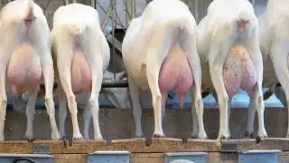 Mastitis Treated Successfully: Our Goat Is Back to Normal. 