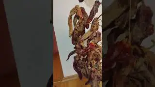 Dry Peppers Balkan Style #balkan #nature