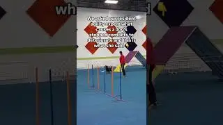What Happened to My Stopped Contacts? #agility #agilitytraining #agilitydog