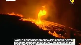 World loses record-breaking forest cover