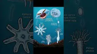 The complex lifecycle of jellyfish