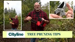 The 4 must-know tree pruning tips for fall