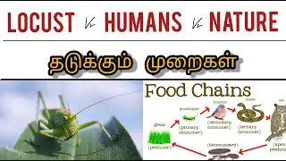 Locusts vs Humans | வெட்டிகிளிகள் தடுக்கும் முறை | Food Chain | Environment | Bharathiyin Sol