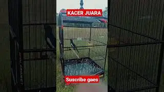 Kacer juara #kicaumania #shorts