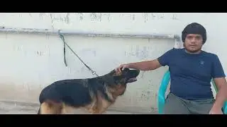 Pregnant female dog early symptoms | German shepherd long coat Female 30 days pregnant