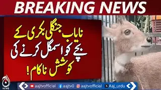 Rare Wild Goat Baby Smuggling Foiled in Azad Kashmir - Pakistan news