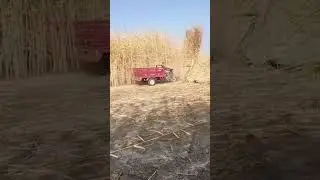 The process of knocking down corn grass- Good tools and machinery can increase work efficiency