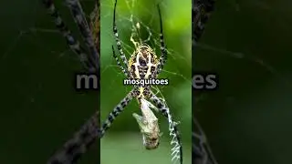 Secrets of the Long Bodied Cellar Spider!