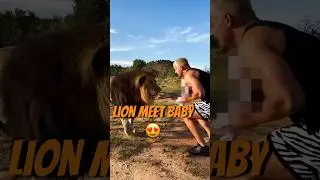 Lion Meet Baby😳😍