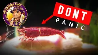 Кольцо смерти &mdash; есть ли оно у вашей креветки?