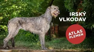 🐶 Chcete s n&aacute;mi poznat irsk&eacute;ho vlkodava? Dal&scaron;&iacute; atlas plemen je tu...