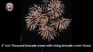 6inch Display shell-66 Thousand brocade crown with rising brocade crown flower