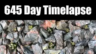 645 Day Timelapse of Mammillaria bertholdii