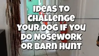 Ideas to challenge your dog in the different NoseWork Activities including Barn Hunt  #nosework