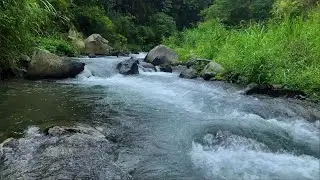 Calming Green Stream Flow with Forest Nature Ambience for Sleep, Relaxation and Deep Focus