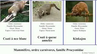 Mammif&egrave;re, ordre carnivores, famille Procyonidae Carnivora order Carnivora family Procyonidae nez
