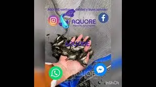 Aquore🐟