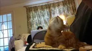 Slow motion cat head shake.