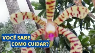 COMO CULTIVAR ORQU&Iacute;DEA ARACHNIS
