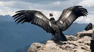 5 Maiores Aves De Rapina Do Mundo