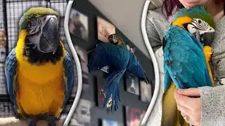 DAY IN THE LIFE! OF A BABY MACAW | Meet Baby Beau