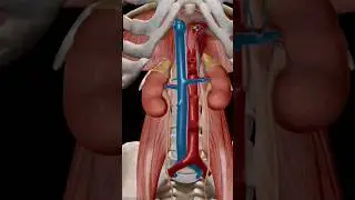 Human kidney anatomy | Urinary system | Urology #viralvideo