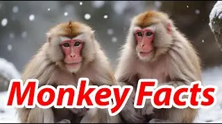 Unveiling Snow Monkeys | Revealing 10 Heartwarming Facts