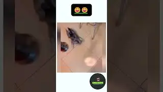Animal Funny Moment. 16  @Snickersdaily               #aussiehumour #downunder #funnyvideo #mate