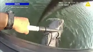 Marine patrol officer rescues dolphin trapped in fishing net