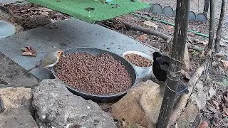 Amseln und Rotkehlchen bedienen sich am Katzenfutter (10.01.2026) 