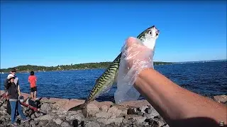 Makrell Oslo Norge Fiske / Large Mackerels on Sabiki (At Lysaker, Oslo)