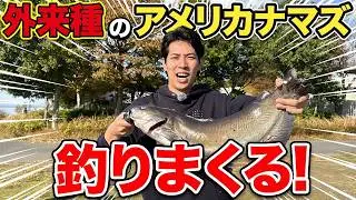釣果100kg越え!?生態系を崩す外来種のアメリカナマズを釣りまくる！【大量駆除】