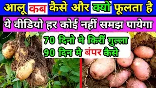 आलू मोटा क्यों नहीं हो रहा है || aalo kaise fulaye | aalo mota kaise kre | aalu mota karne ki dawai