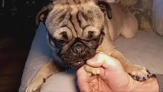 Pug Too Lazy to Hold Toy
