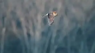 Northern Harriers (males and females) 2022
