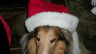 sadness and sorrow dog tribute