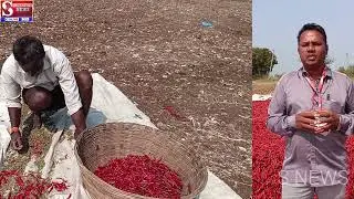 Farmers are begging to help chilli farmers...!?