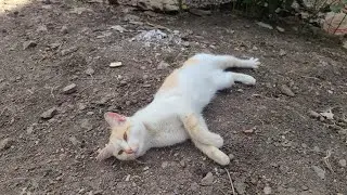 napp time for LOVE CAT😻 🐈 (MUST WATCH)
