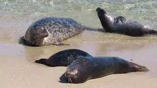 Harbor Seal Pupping Season 2023   more seals