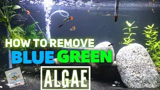 How to kill BLUE GREEN ALGAE for Good!!!