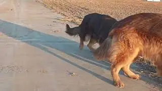 #germanshepherd #pets #gsds #babyanimal 