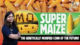 Supercharged Corn &ndash; Understanding the Benefits of New GM Maize Varieties