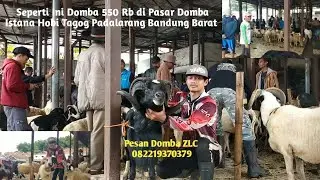 Part 2 Benarkah Ada Domba 550 Rb di Pasar Domba Padalarang Bandung Barat #domba 082219370379