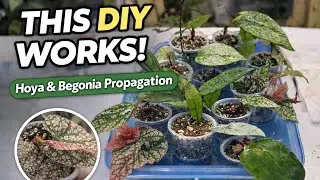 This DIY Self-Watering Setup Makes Plant Propagation So Easy